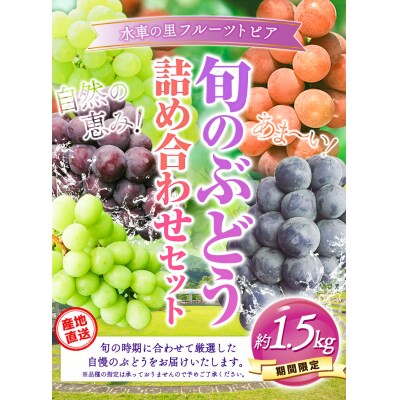 産地直送 旬のぶどう詰め合わせセット 約1.5kg《9月上旬-9月末頃出荷》