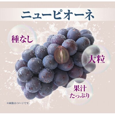 訳ありつる付きニューピオーネ2房530g以上《9月上旬-10月下旬頃出荷》配送不可地域あり