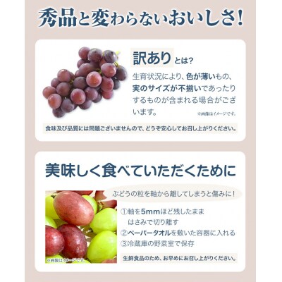 訳ありつる付きニューピオーネ2房530g以上《9月上旬-10月下旬頃出荷》配送不可地域あり