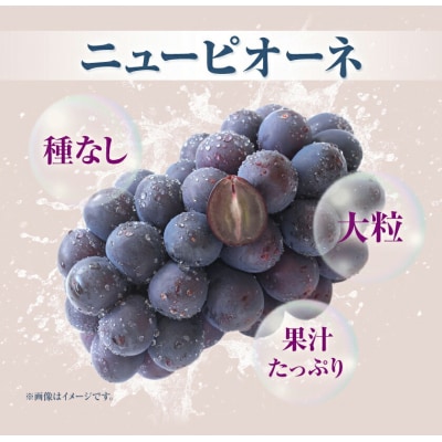 訳ありつる付きニューピオーネ3房530g以上《9月上旬-10月下旬頃出荷》配送不可地域あり