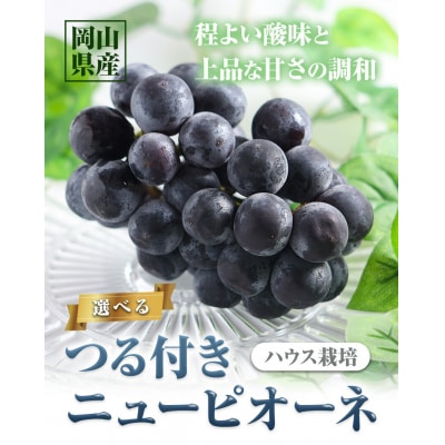 つる付きニューピオーネ3房540g以上《7月上旬-8月下旬頃出荷》配送不可地域あり