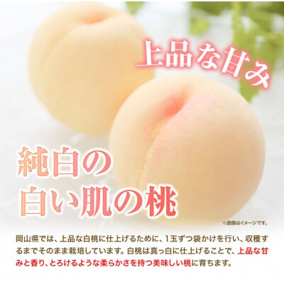 岡山県産岡山白桃6玉(240g以上)【配送不可地域あり】 《7月上旬-8月末頃出荷》