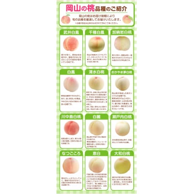 岡山県産岡山白桃6玉(240g以上)【配送不可地域あり】 《7月上旬-8月末頃出荷》