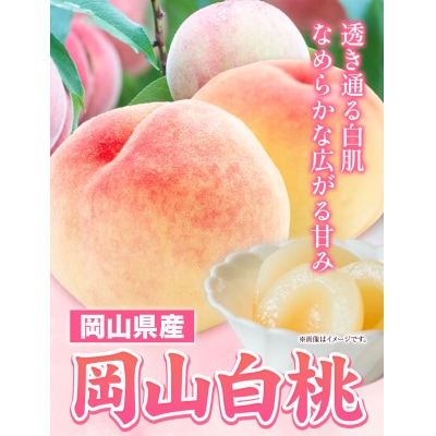 岡山県産岡山白桃8玉(220g以上)【配送不可地域あり】 《7月上旬-8月下旬頃出荷》