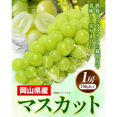 岡山県産マスカット1房(750g以上)【配送不可地域あり】《7月上旬-8月末頃出荷》