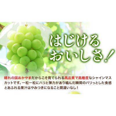 マスカットオブアレキサンドリア1房(750g以上)【配送不可地域あり】《7月上旬-8月下旬頃出荷》