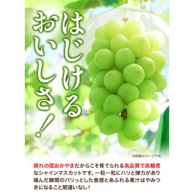 岡山県産マスカット1房(750g以上)【配送不可地域あり】《7月上旬-8月末頃出荷》