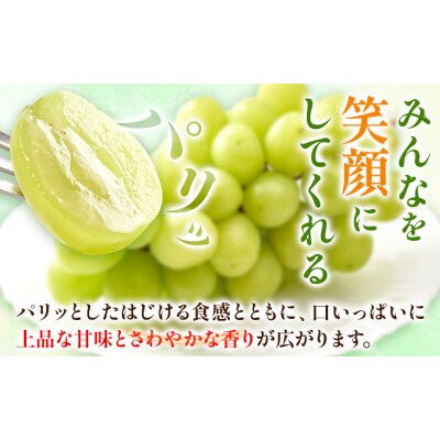 マスカットオブアレキサンドリア1房(750g以上)【配送不可地域あり】《7月上旬-8月下旬頃出荷》