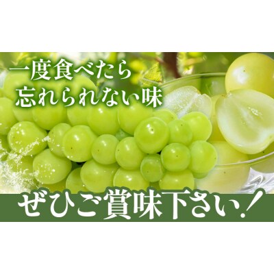 マスカットオブアレキサンドリア1房(750g以上)【配送不可地域あり】《7月上旬-8月下旬頃出荷》