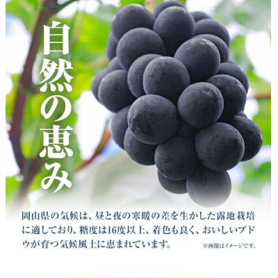 ニューピオーネ2房480g以上露地栽培《9月中旬-10月末頃出荷》【配送不可地域あり】