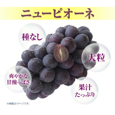 ニューピオーネ2房480g以上露地栽培《9月中旬-10月末頃出荷》【配送不可地域あり】