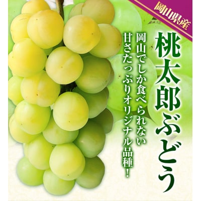 桃太郎ぶどう2房480g以上加温栽培【配送不可地域あり】《7月上旬-8月末頃出荷》