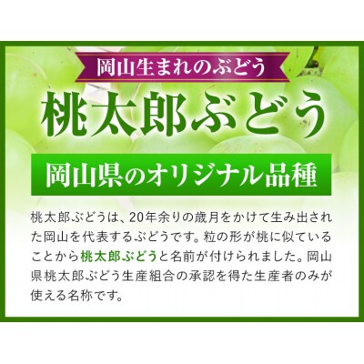 桃太郎ぶどう2房480g以上無加温栽培【配送不可地域あり】《9月上旬-10月下旬頃出荷》