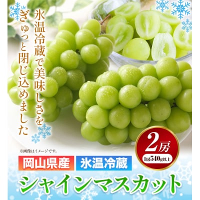 冷蔵シャインマスカット2房540g以上【配送不可地域あり】《11月中旬-12月中旬頃出荷》