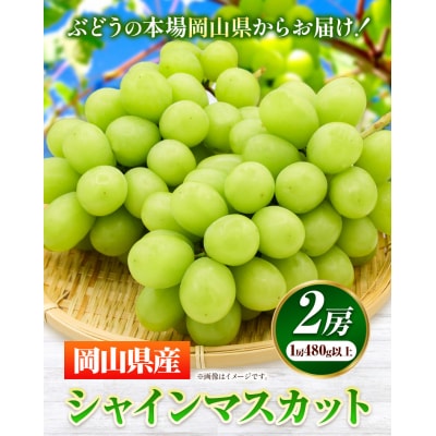 シャインマスカット2房480g以上【配送不可地域あり】 《7月上旬-8月中旬頃出荷》