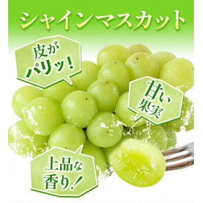 シャインマスカット2房480g以上【配送不可地域あり】 《7月上旬-8月中旬頃出荷》