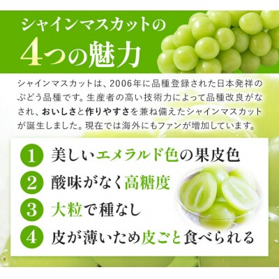 シャインマスカット2房480g以上【配送不可地域あり】 《7月上旬-8月中旬頃出荷》