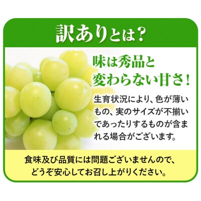 訳ありシャインマスカット2房530g以上配送不可地域あり《9月上旬-10月下旬頃出荷》