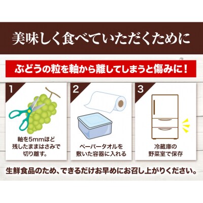 訳ありシャインマスカット2房530g以上配送不可地域あり《9月上旬-10月下旬頃出荷》