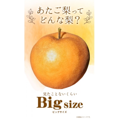 2026年発送 あたご梨 大玉2玉 【配送不可地域あり】《2026年11月下旬-12月下旬頃出荷》