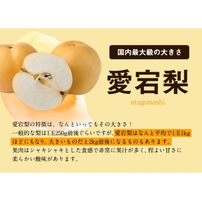 2026年発送 あたご梨 大玉2玉 【配送不可地域あり】《2026年11月下旬-12月下旬頃出荷》