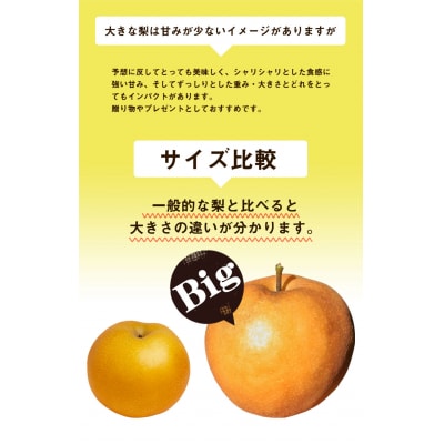 2026年発送 あたご梨 大玉2玉 【配送不可地域あり】《2026年11月下旬-12月下旬頃出荷》