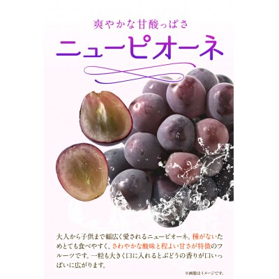 岡山白桃 & ニューピオーネセット大【配送不可地域あり】《7月上旬-8月中旬頃出荷》 