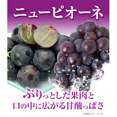 ニューピオーネ2房&シャインマスカット1房《7月上旬-8月中旬頃出荷》
