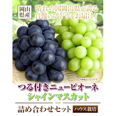 ニューピオーネ1房&シャインマスカット2房《7月上旬-8月中旬頃出荷》