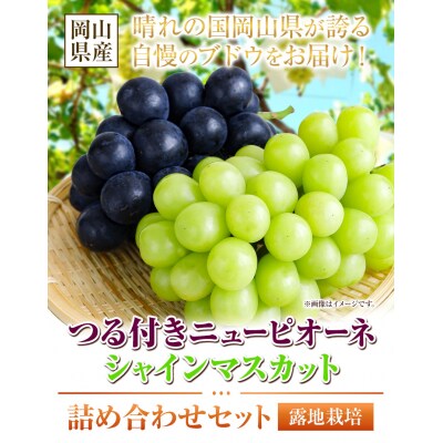 ニューピオーネ2房&シャインマスカット2房《9月上旬-10月下旬頃出荷》