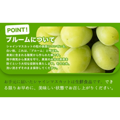 秀品 シャインマスカット 約600g 1房《9月上旬～11月上旬頃に出荷予定(土日祝除く)》