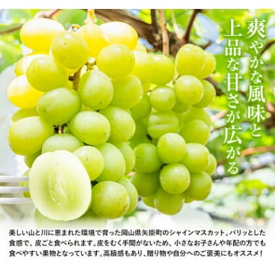 岡山県産 シャインマスカット 約2kg 矢掛Grape Fairies《9月中旬-10月末頃出荷》