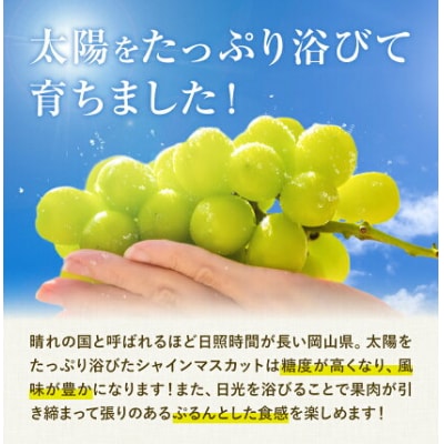岡山県産 シャインマスカット 約2kg 矢掛Grape Fairies《9月中旬-10月末頃出荷》