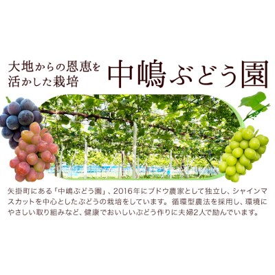 シャインマスカット ぶどう 箱入り 2房 中嶋ぶどう園《9月上旬-10月下旬頃出荷》岡山県 矢掛町