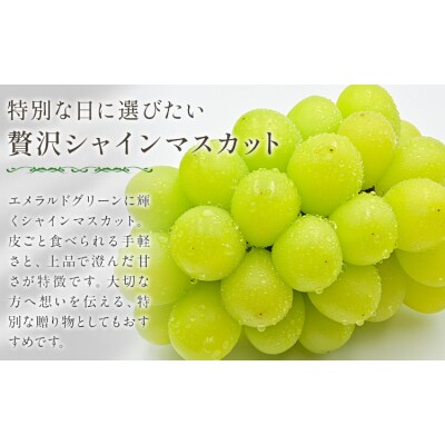 シャインマスカット ぶどう 箱入り 2房 中嶋ぶどう園《9月上旬-10月下旬頃出荷》岡山県 矢掛町