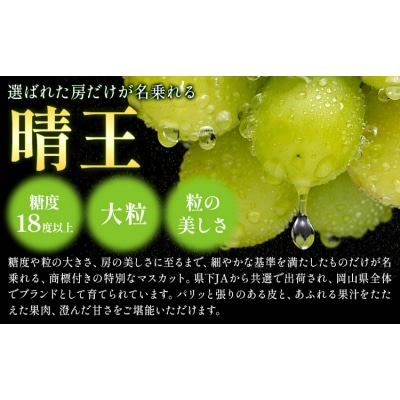 【2ヶ月定期便】晴王 シャインマスカット 約1.3kg×2回《9月上旬-10月末頃出荷》