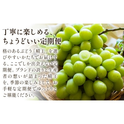 【2ヶ月定期便】晴王 シャインマスカット 約1.3kg×2回《9月上旬-10月末頃出荷》
