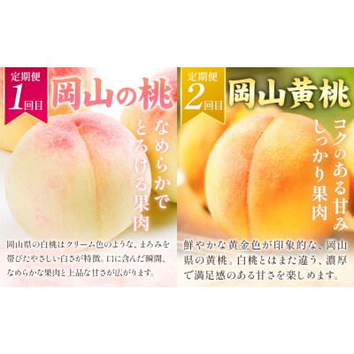 岡山の贅沢フルーツ定期便 全5回《7月-12月末頃出荷》岡山県 矢掛町 