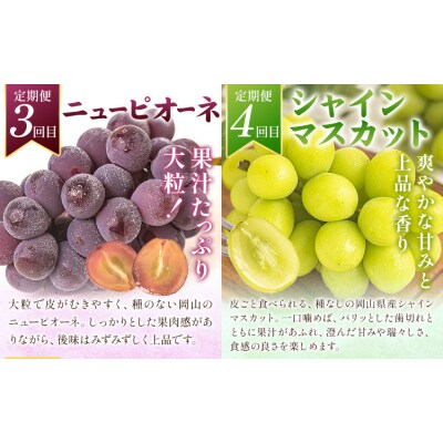 岡山の贅沢フルーツ定期便 全5回《7月-12月末頃出荷》岡山県 矢掛町 