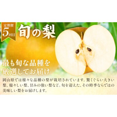 岡山の贅沢フルーツ定期便 全5回《7月-12月末頃出荷》岡山県 矢掛町 