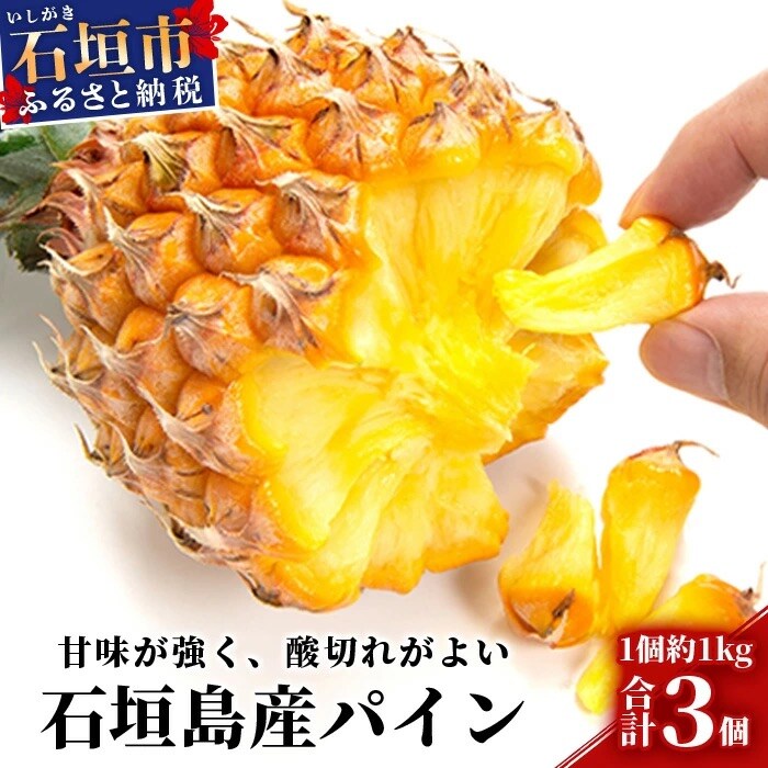 【先行受付】石垣パイン 3個セット ボゴール種【2025年5月初旬～6月初旬発送予定】