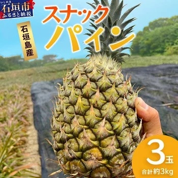 【先行受付】《2025年5月上旬頃より順次発送》石垣島産 スナックパイン (3玉 約3kg) 