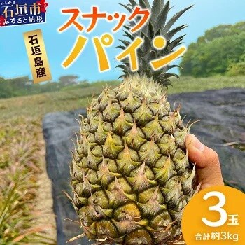 【先行受付】《2026年5月上旬頃より順次発送》石垣島産 スナックパイン (3玉 約3kg) 