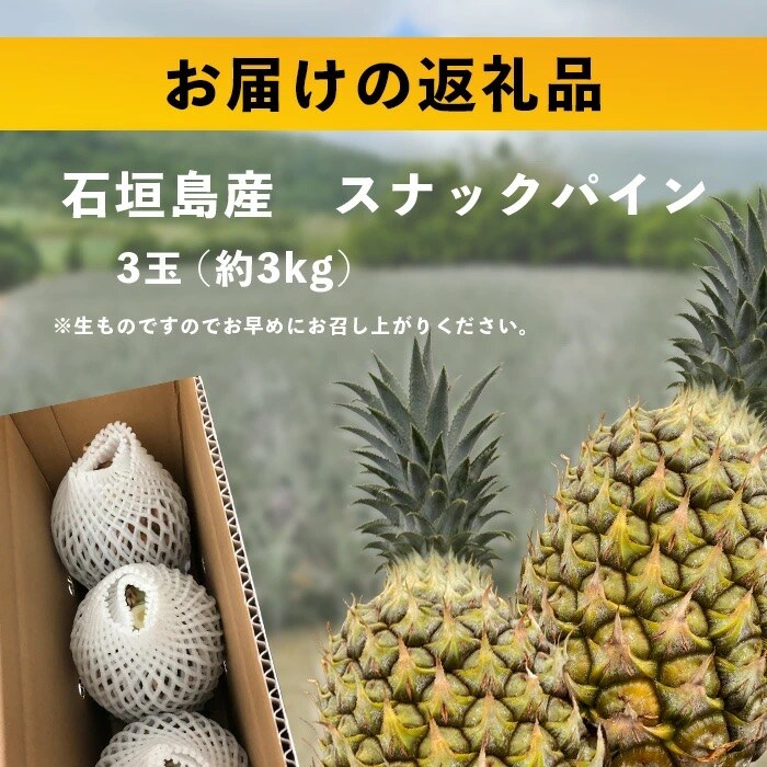 【先行受付】《2025年5月上旬頃より順次発送》石垣島産 スナックパイン (3玉 約3kg) 
