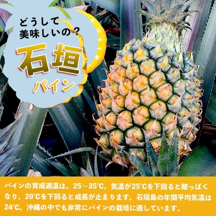 【先行受付】《2025年5月上旬頃より順次発送》石垣島産 スナックパイン (4玉 約4kg)  