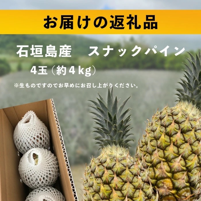 【先行受付】《2025年5月上旬頃より順次発送》石垣島産 スナックパイン (4玉 約4kg)  
