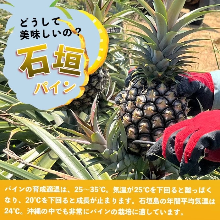 【先行受付】《2025年5月上旬頃より順次発送》石垣島産 ピーチパイン (3玉 約2.5kg) 