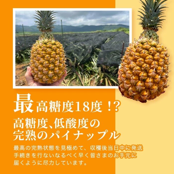 《2025年4月～6月発送》最高糖度18度!? 石垣島産完熟スナックパイン 2個セット