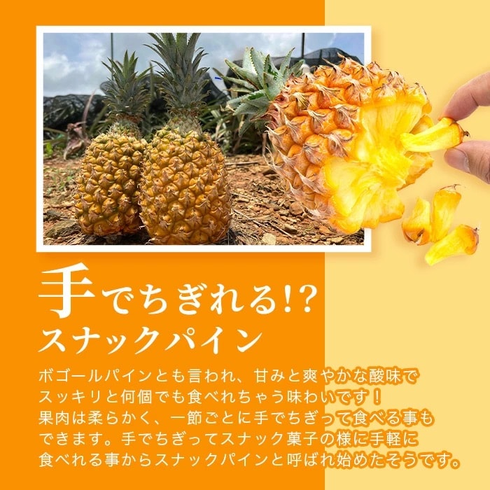 《2025年4月～6月発送》最高糖度18度!? 石垣島産完熟スナックパイン 2個セット