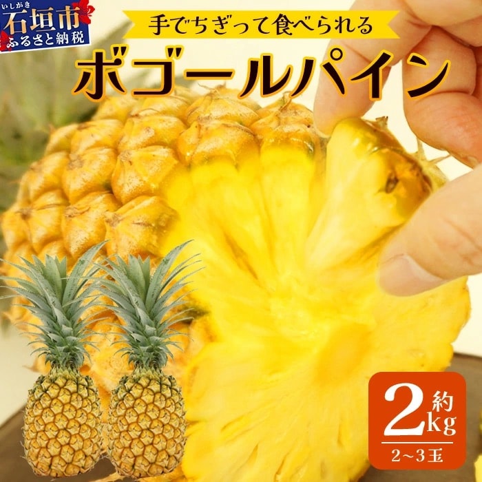 【先行受付】《2026年4月下旬頃より順次発送》石垣島産 ボゴールパイン 2～3玉セット 約2kg